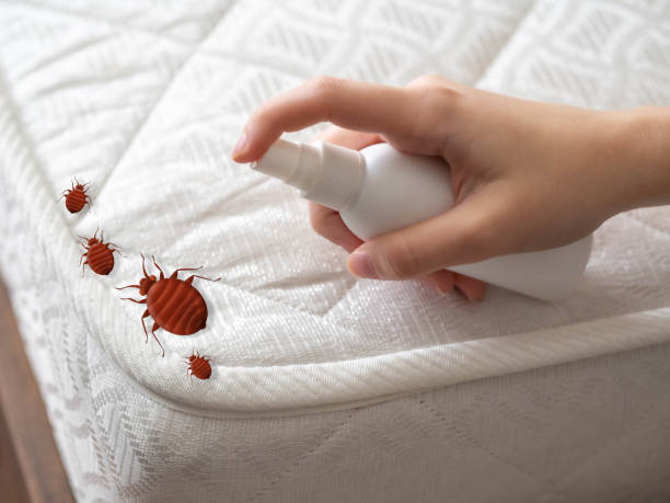 Best Best Pest Control Companies  in Pemberwick, CT