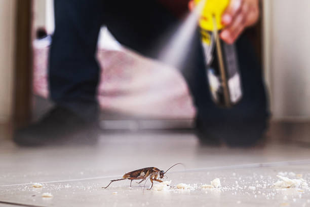 Best Spider Control Near Me  in Pemberwick, CT